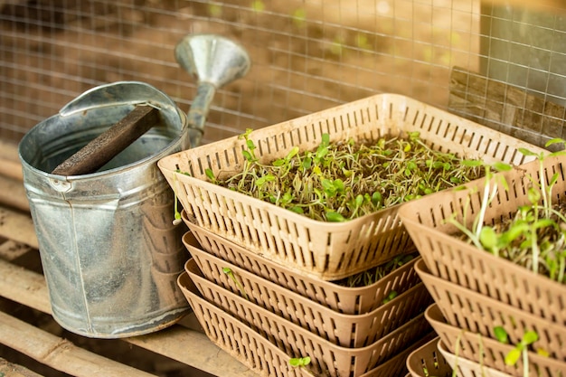 Foto un primer plano de las plantas que crecen en cestas de mimbre sobre la mesa