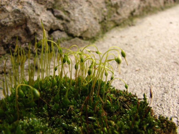 Foto primer plano de las plantas que crecen en la formación rocosa