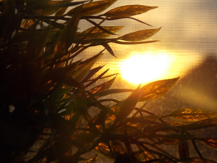Foto primer plano de las plantas que crecen durante la puesta del sol