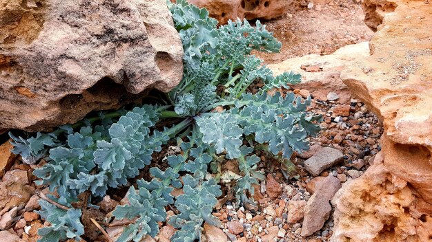 Primer plano de las plantas que crecen en la roca