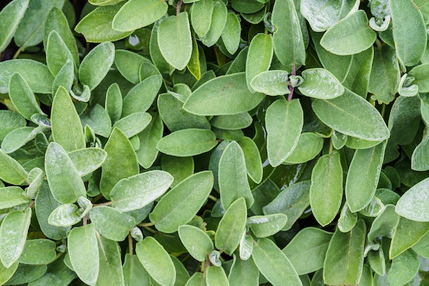 Primer plano de plantas de salvia en un jardín de hierbas Sage salvia officinalis