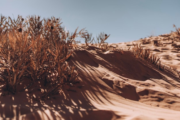 Foto primer plano de plantas secas en el campo contra un cielo despejado