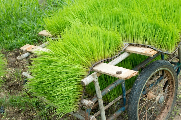 Primer plano de las plantas de semillero de arroz.