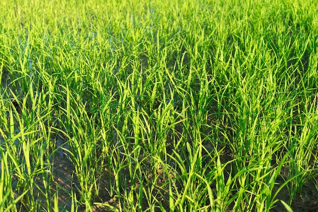 Primer plano de plantas de semillero y arroz