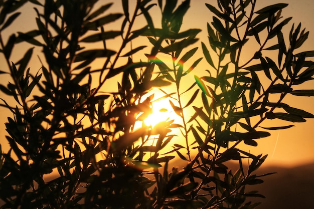 Primer plano de plantas en silueta contra el cielo al atardecer