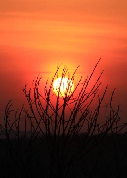 Primer plano de plantas en silueta contra el cielo naranja del atardecer