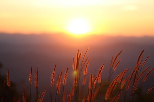 Primer plano de plantas en silueta contra el cielo durante la puesta de sol