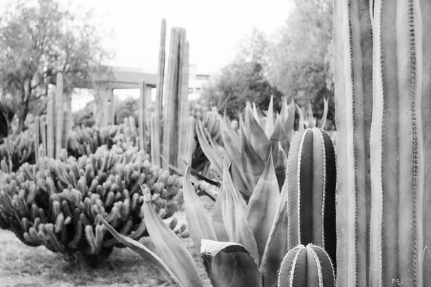 Primer plano de las plantas suculentas en el campo