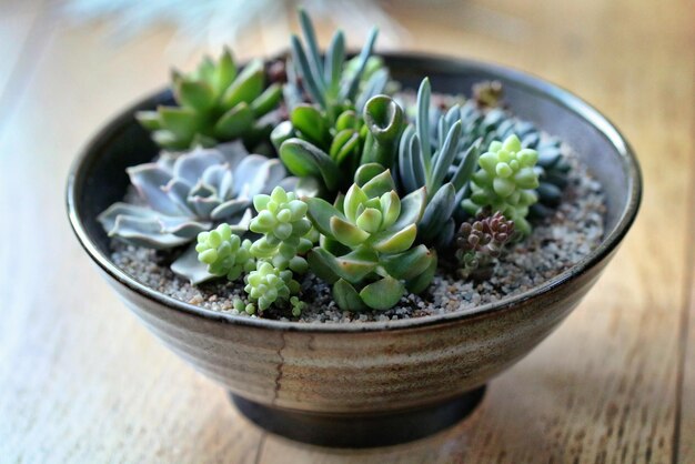 Primer plano de las plantas suculentas en maceta en la mesa en casa