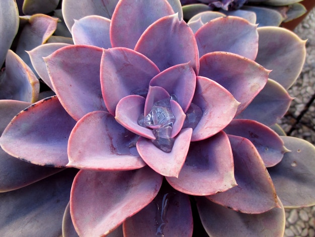 Primer plano de las plantas suculentas púrpura pastel con gotas de rocío de la mañana