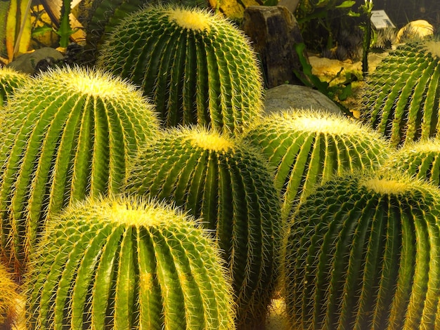 Primer plano de las plantas suculentas