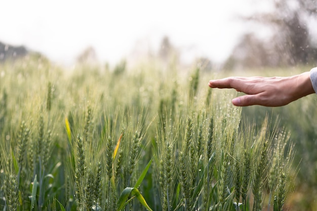 Primer plano de las plantas de trigo tocadas a mano en una granja