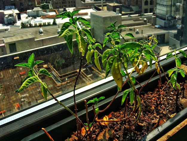 Foto primer plano de las plantas en la ventana