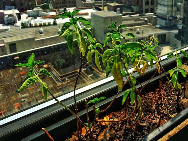 Primer plano de las plantas en la ventana