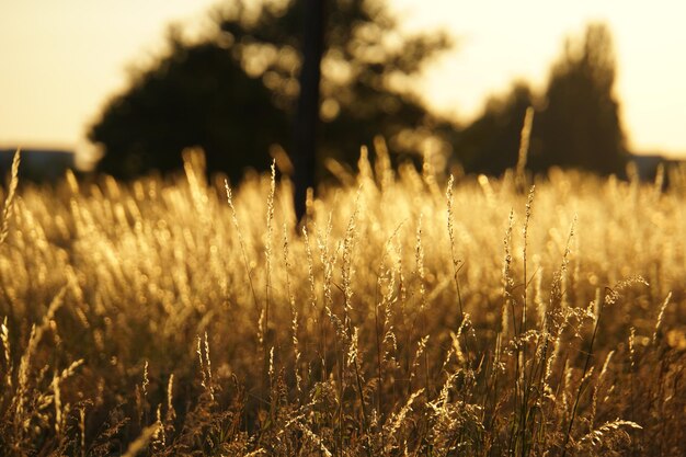 Foto primer plano de plantas verdes frescas en el campo