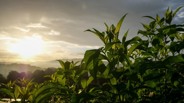 Primer plano de plantas verdes frescas con luz solar en la noche