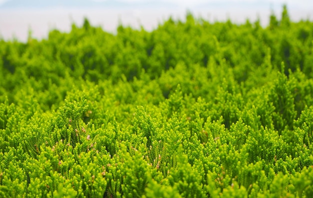 Foto primer plano de las plantas verdes frescas en tierra