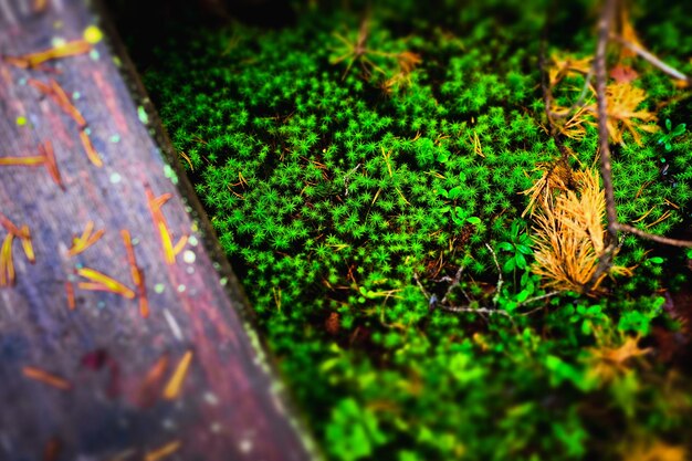 Foto primer plano de las plantas verdes frescas