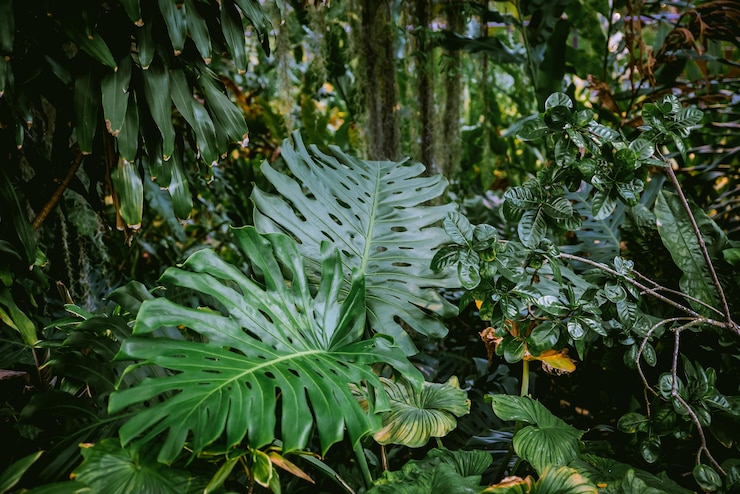 Foto primer plano de las plantas verdes frescas