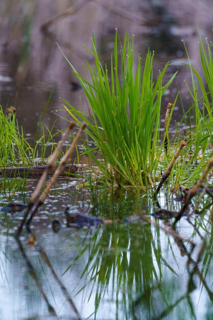 Primer plano de plantas verdes con reflejos en el agua