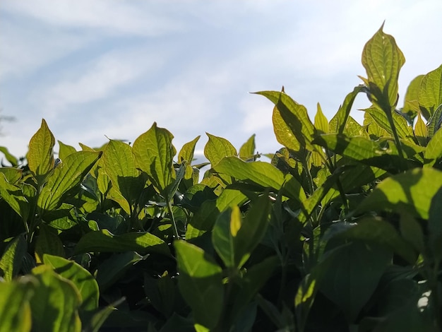 Primer plano de plantas verdes con retroiluminación Paisajismo en el parque de la ciudad Parcialmente desenfocado