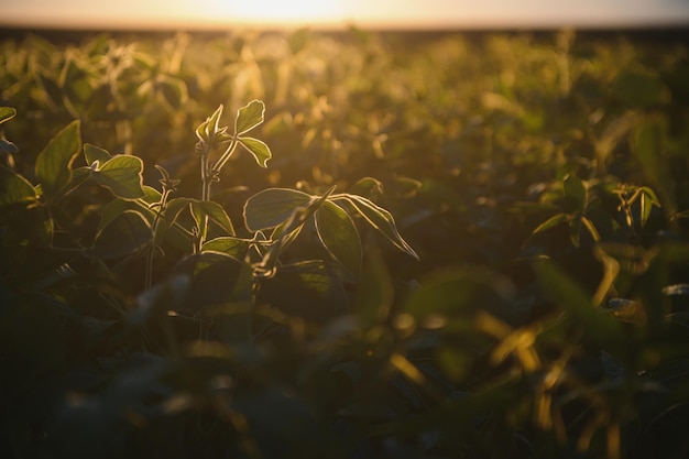 Primer plano de plantas verdes de soja en el campo