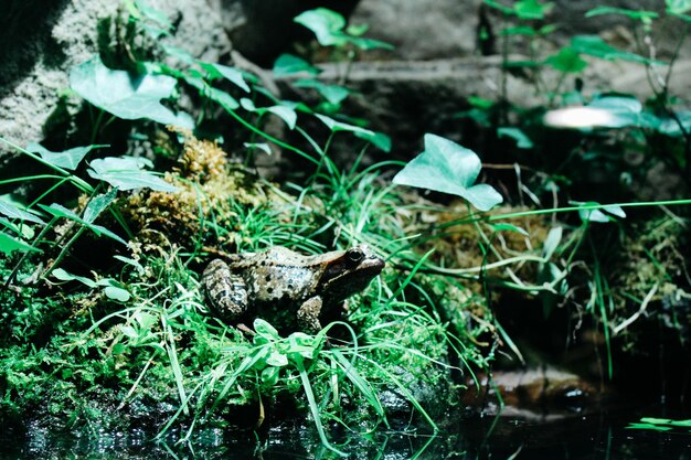 Foto primer plano de las plantas verdes en tierra