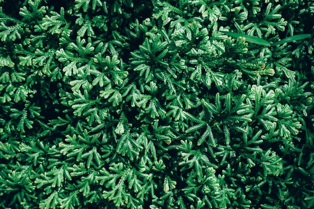 Foto primer plano de las plantas verdes