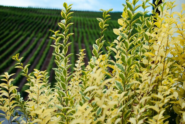 Foto primer plano de las plantas verdes