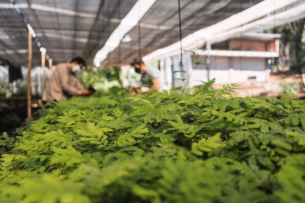 Primer plano de plantas en un vivero forestal.