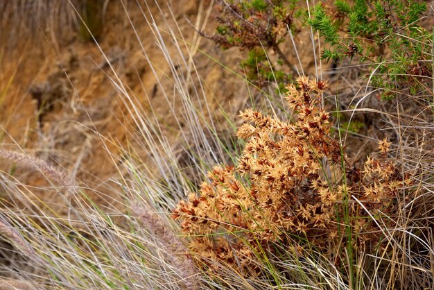 Primer plano de plantas Widowscross o flores marrones chamuscadas y Fynbos que crecen en un paisaje rocoso Ampliar los efectos de un incendio forestal en una montaña Detalles del daño ambiental en una colina en la naturaleza