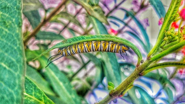 Foto primer plano de las plantas