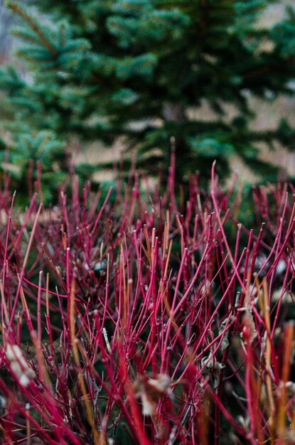 Foto primer plano de las plantas