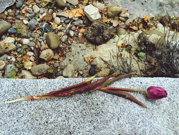 Foto primer plano de las plantas