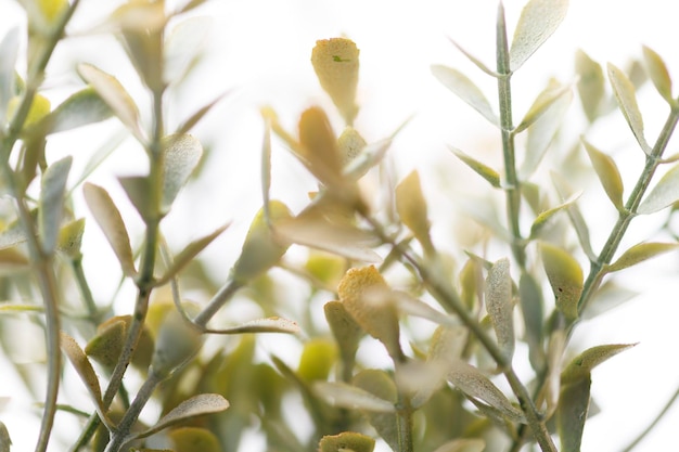 Foto primer plano de las plantas