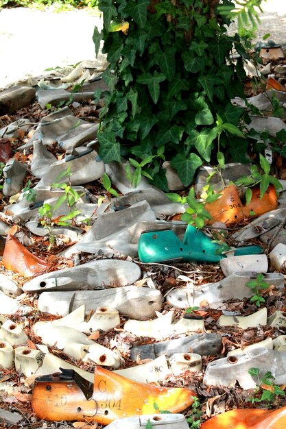 Foto primer plano de las plantas