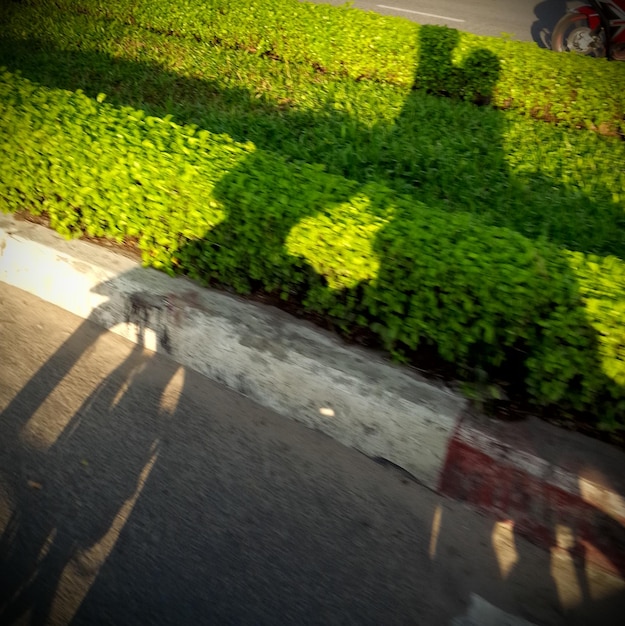 Foto primer plano de las plantas