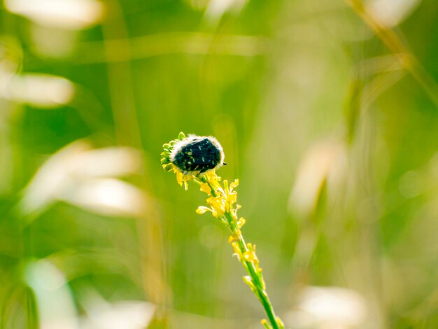 Foto primer plano de las plantas