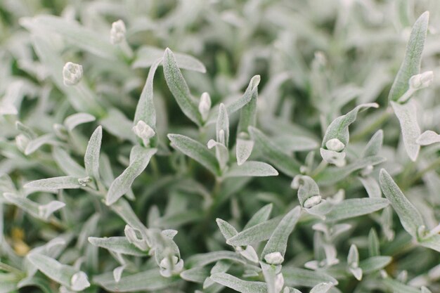 Foto primer plano de las plantas