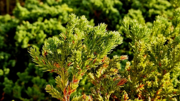 Foto primer plano de las plantas