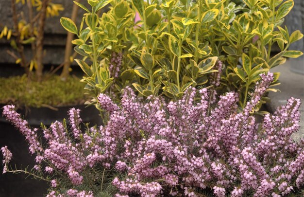 Foto primer plano de las plantas