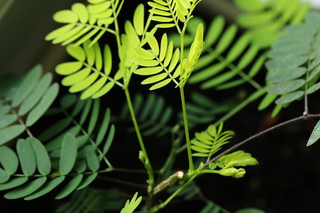 Foto primer plano de las plantas