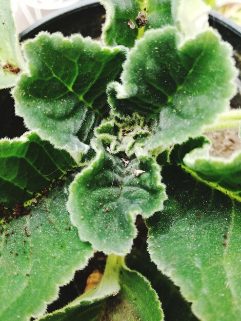 Foto primer plano de las plantas