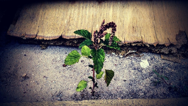 Foto primer plano de las plantas