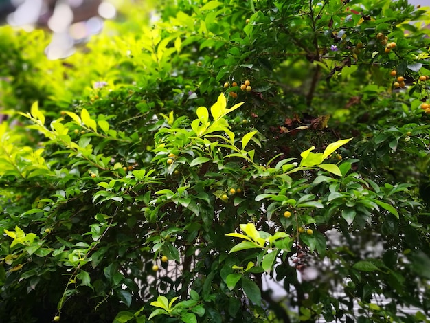 Foto primer plano de las plantas