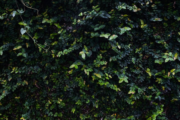 Foto primer plano de las plantas