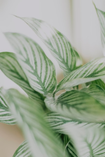 Primer plano de las plantas