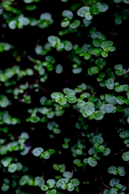 Foto primer plano de las plantas