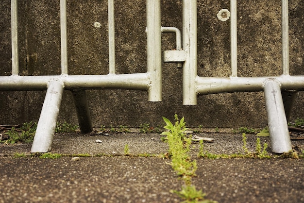 Foto primer plano de las plantas