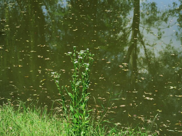 Foto primer plano de las plantas